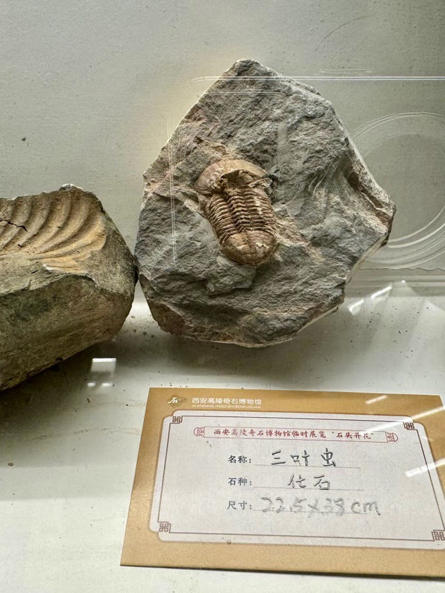石中乾坤，西安高陵奇石博物館的歲月密語