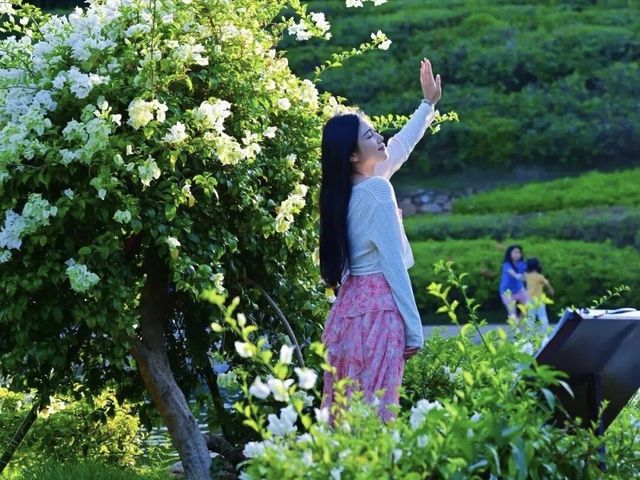 南寧秋日花海等你來打卡！！