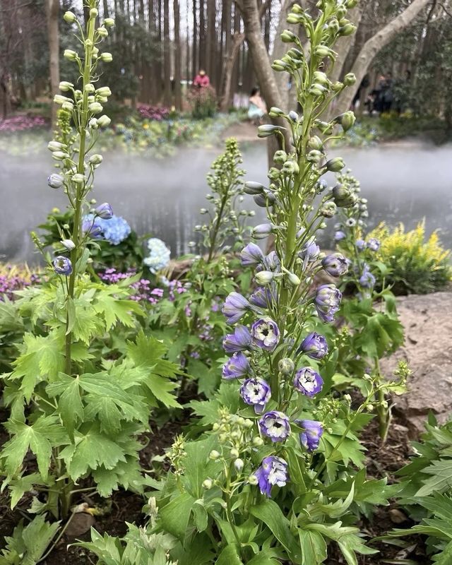 南京中山植物園大賞花浪漫程度不輸玫瑰！