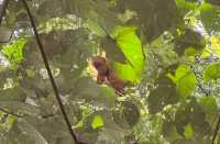 Orangutan Adventure: Life-Changing Moments and Unforgettable Smiles
