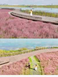 粉色海洋這裡將成為西安10月最浪漫的地方