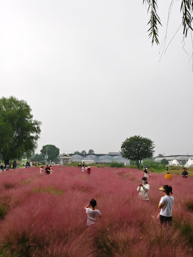 南京江心洲遛娃|真的已經到了next level 南京江心洲遛娃|真的已經到了next level