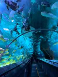 我在大連與企鵝撒嬌、在海底隧道被魟魚“撩”了