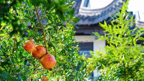 Ming and Qing Pomegranate Garden in Huaibei|A Romantic Autumn Journey Through 600 Years of History — traveler post in Huaibei