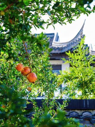 Ming and Qing Pomegranate Garden in Huaibei｜A Romantic Autumn Journey Through 600 Years of History