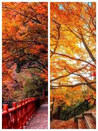 亞洲最大紅葉秘境!光霧山30天超長賞秋攻略