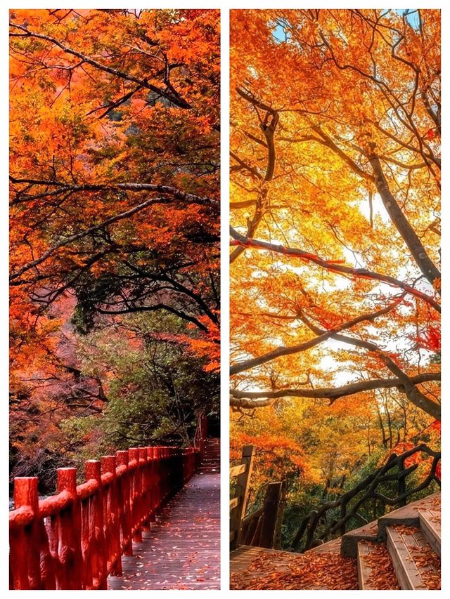 亞洲最大紅葉秘境!光霧山30天超長賞秋攻略 亞洲最大紅葉秘境!光霧山30天超長賞秋攻略