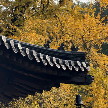 🍂시안 고관인선사의 가을, 천년 은행나무와의 만남 🏯