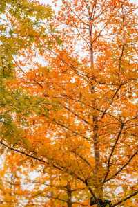 東安湖公園這一處彩林秘境，真的太讓人驚喜了