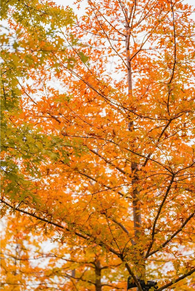 東安湖公園這一處彩林秘境，真的太讓人驚喜了