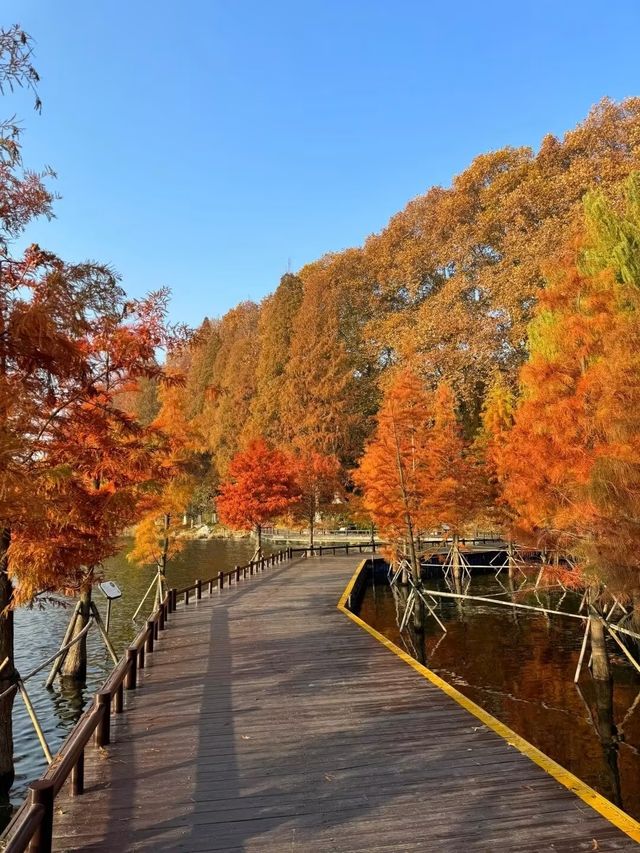 一城山水滿湖詩：邂逅金陵城下，最美玄武湖的秋天