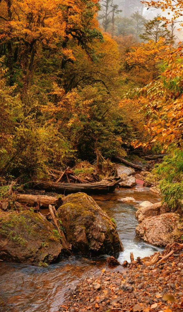 成都周邊2.5h，秋日童話限時返場！