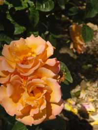 人民公園的春夏