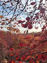 密雲私藏紅葉秘境比香山人更少景更美！
