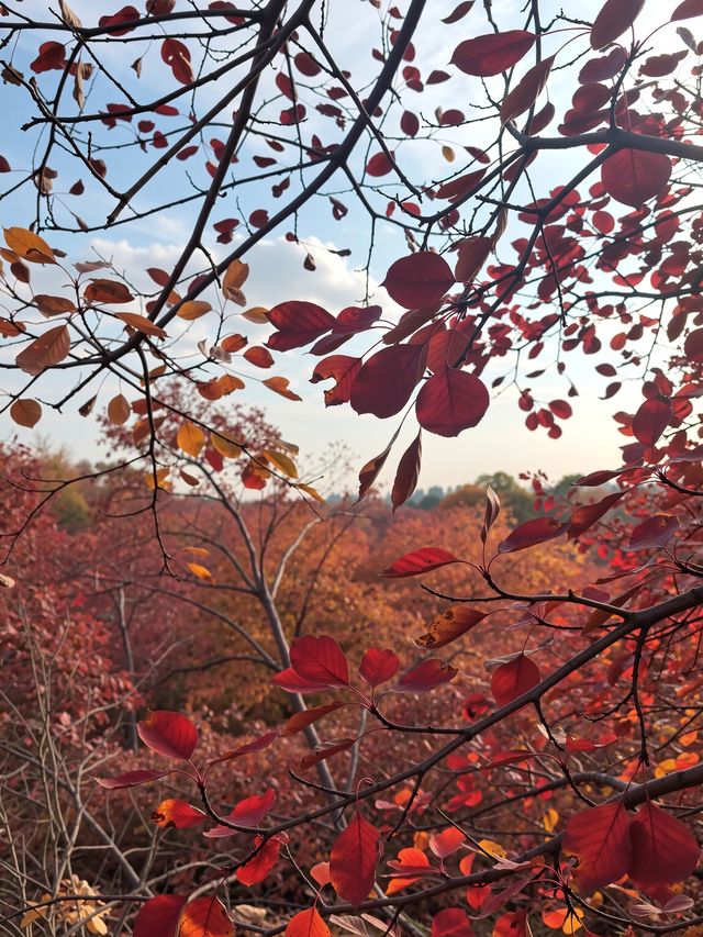 密雲私藏紅葉秘境比香山人更少景更美！