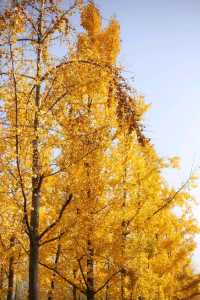 一秒穿越漢宮賞秋景