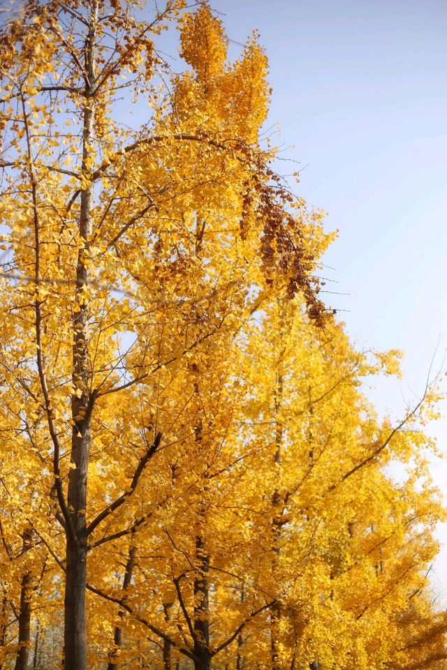 一秒穿越漢宮賞秋景 一秒穿越漢宮賞秋景