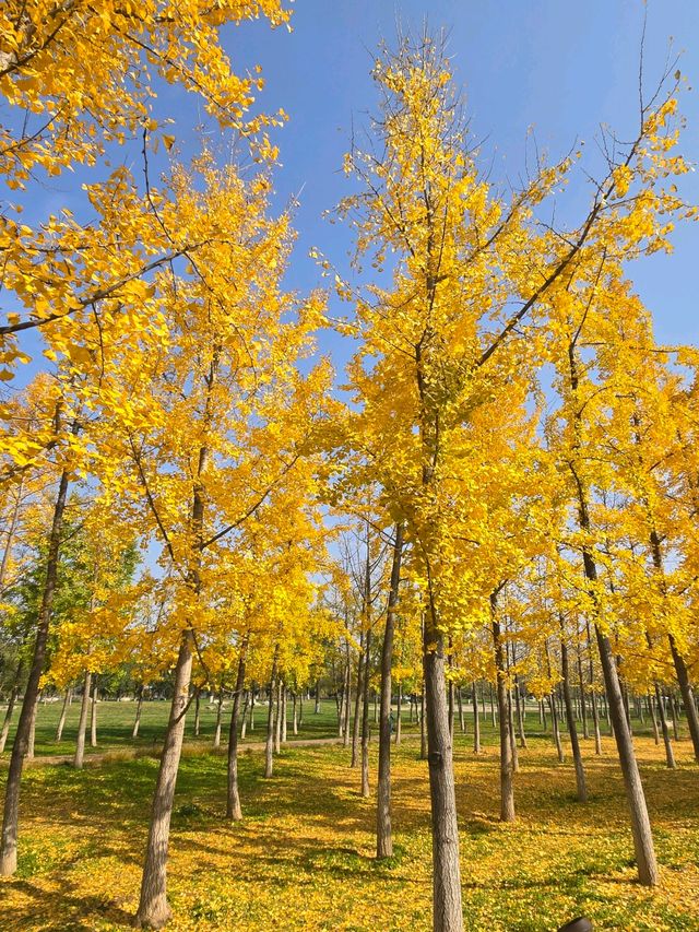一秒穿越漢宮賞秋景 一秒穿越漢宮賞秋景