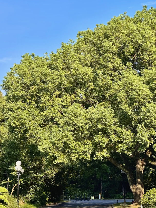 魔都隱蔽寶藏!西郊賓館免費參觀全攻略 魔都隱蔽寶藏!西郊賓館免費參觀全攻略