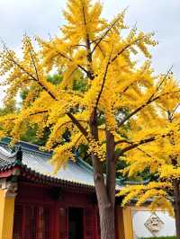 天水古城｜這座被低估的絲路遺珠藏了多少驚喜！