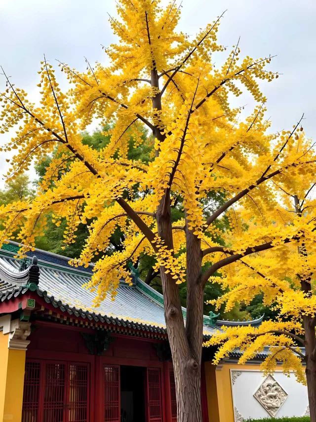 天水古城｜這座被低估的絲路遺珠藏了多少驚喜！