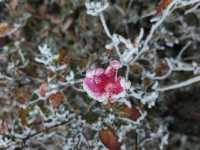 廬山初雪來啦南方人尖叫！朋友圈攝影大賽穩贏攻略！