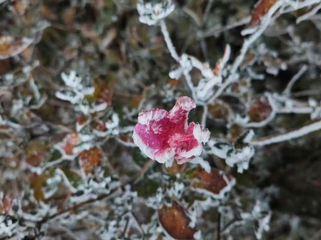 廬山初雪來啦南方人尖叫！朋友圈攝影大賽穩贏攻略！