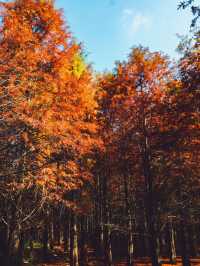 休寧朱村落羽杉｜闖入現實版油畫秋色世界