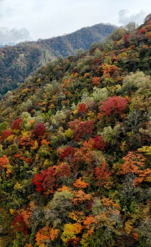 平武天母湖“百里彩林走廊”