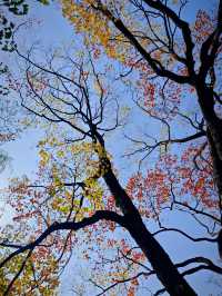 這個秋天一定要嚟莫愁湖！