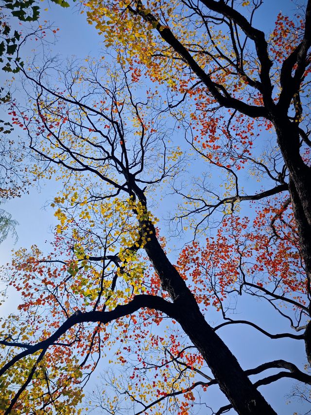 這個秋天一定要嚟莫愁湖！