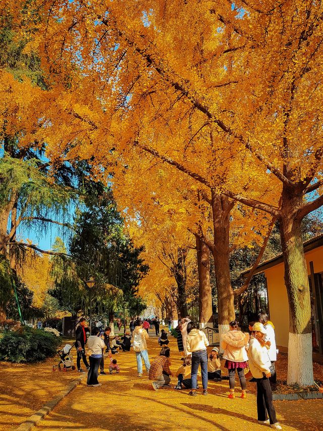 南京絕美銀杏大道曝光金色童話輕鬆get