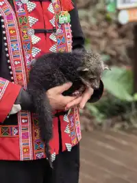 雲南普洱太陽河森林公園