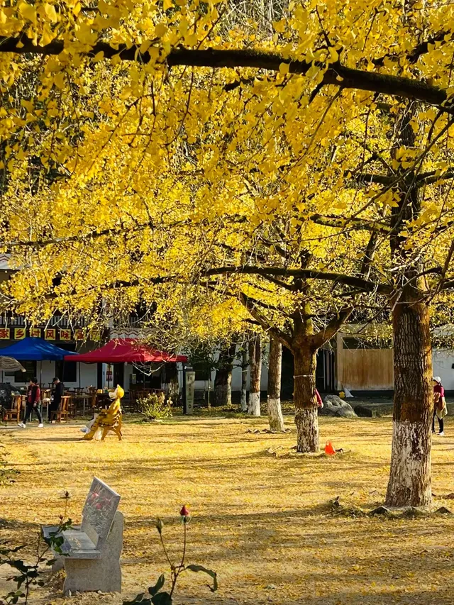 一葉知秋廣東省內只有這裡的銀杏蕞美