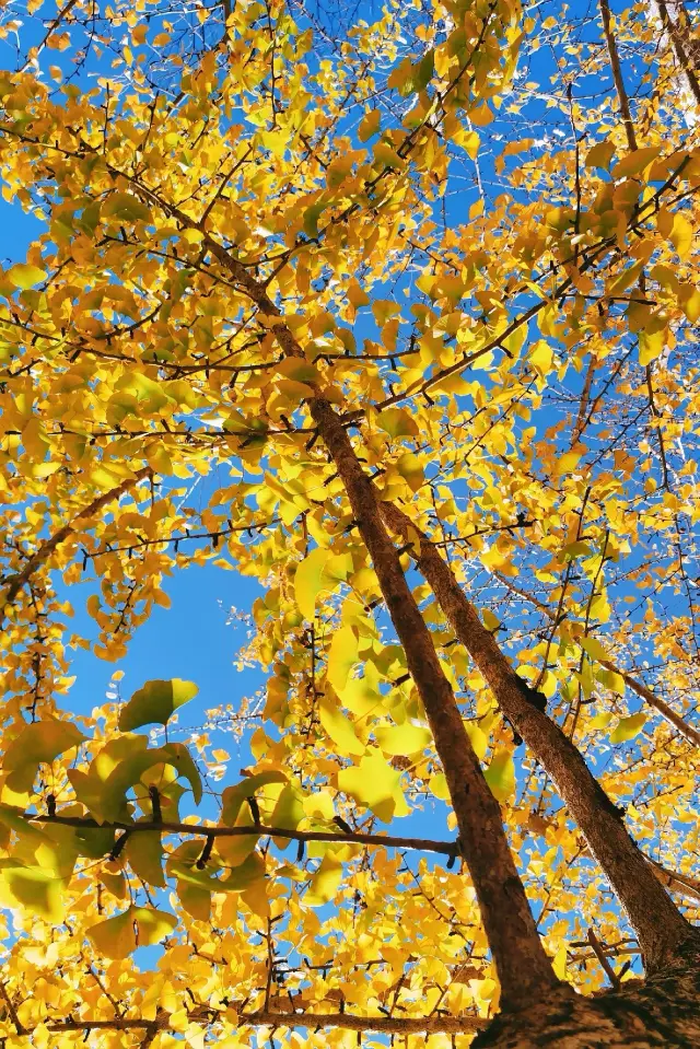 Best Places to Enjoy Autumn in Guangdong: Ginkgo Viewing Guide at Maozi Peak Forest Farm