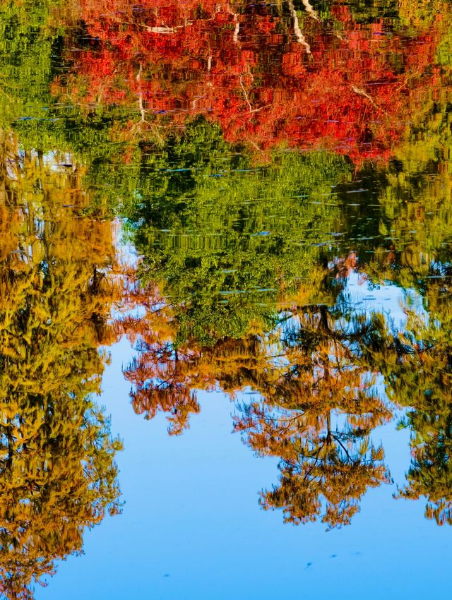 秋色滿園絕美倒映