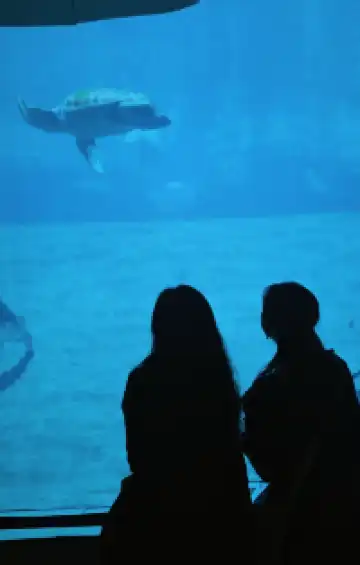 瓦倫西亞轉機4小時速通歐洲最大海洋館