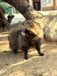 太湖龍之夢秋日奇遇動物界顯眼包集合!