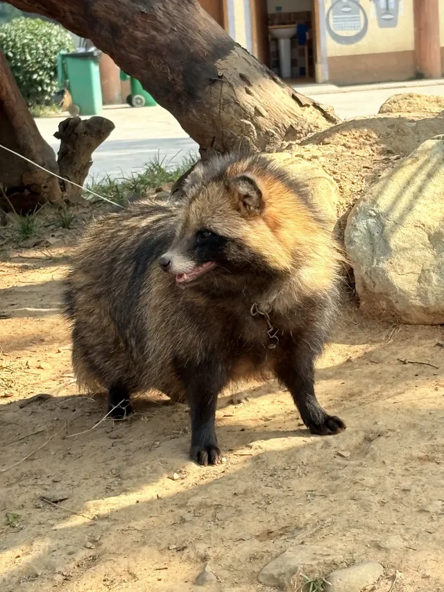 太湖龍之夢秋日奇遇動物界顯眼包集合! 太湖龍之夢秋日奇遇動物界顯眼包集合!
