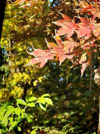 都市中的秋日詩篇