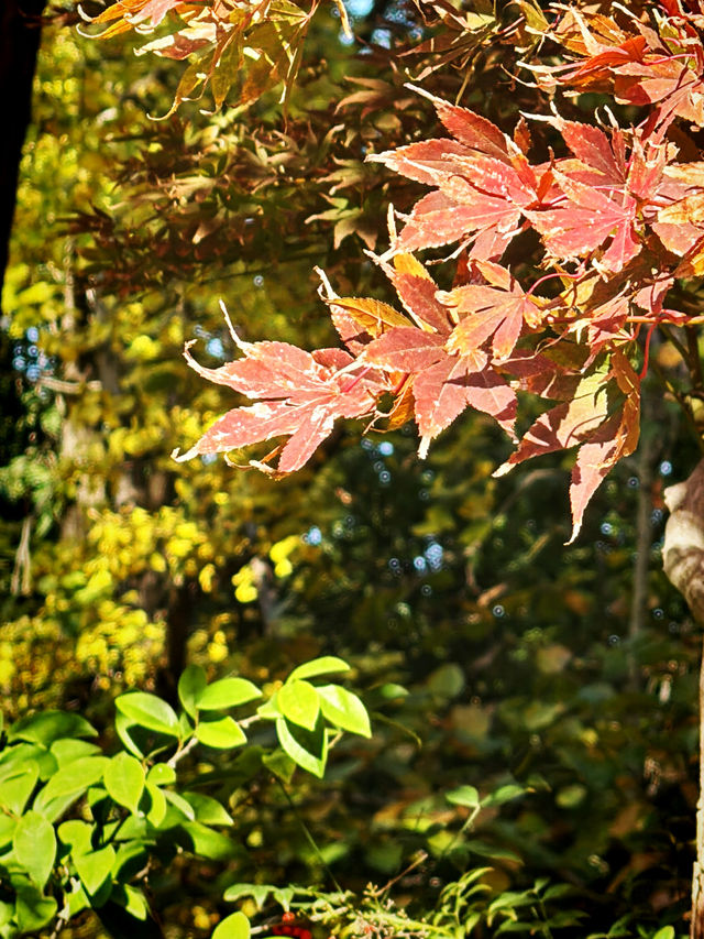 都市中的秋日詩篇 都市中的秋日詩篇