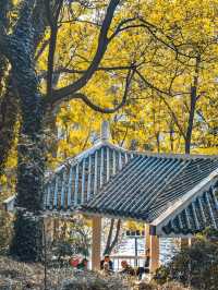 合肥週末全攻略｜廬州煙火+文藝秘境，2天1夜解鎖江淮韻味