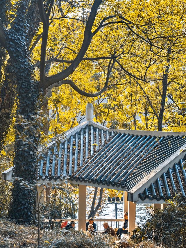 合肥週末全攻略｜廬州煙火+文藝秘境，2天1夜解鎖江淮韻味