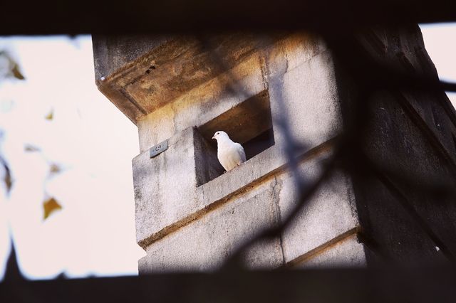 南京三天遊(秋天的尾巴) 南京三天遊(秋天的尾巴)