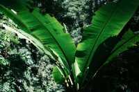 西雙版納保姆級攻略｜玩吃住全解鎖