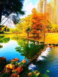 深圳秋冬遊玩攻略:10處落羽杉秘境,絕對不能錯過!!