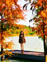 深圳秋冬遊玩攻略:10處落羽杉秘境,絕對不能錯過!!