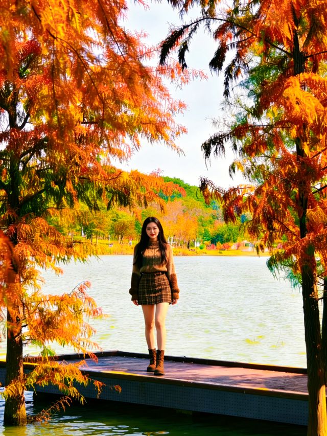 深圳秋冬遊玩攻略:10處落羽杉秘境,絕對不能錯過!! 深圳秋冬遊玩攻略:10處落羽杉秘境,絕對不能錯過!!