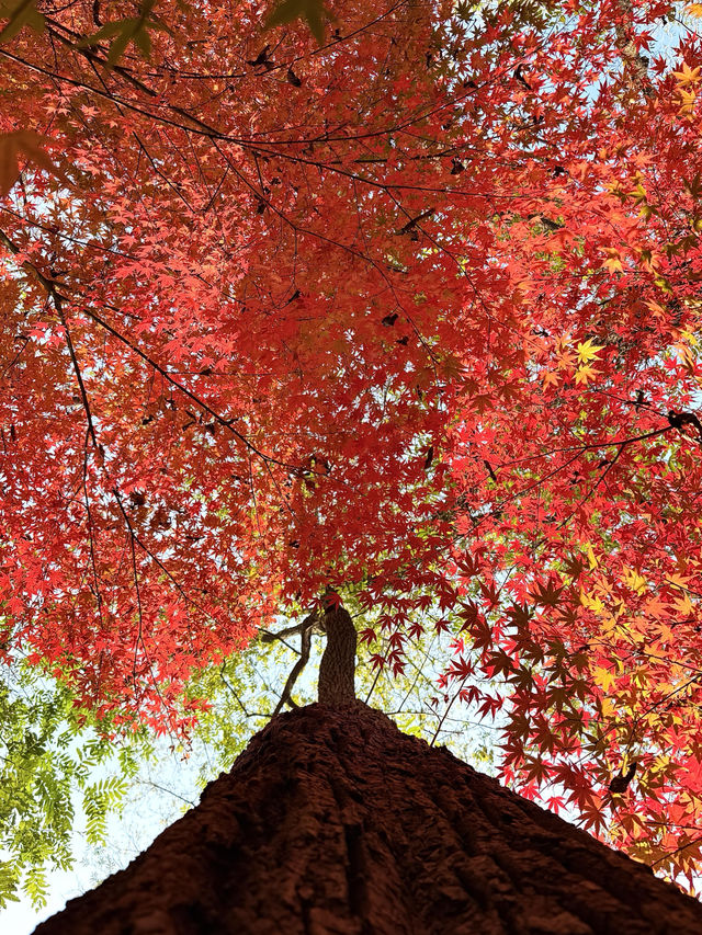 12.6棲霞山實況！！！南京的秋天瘋狂了！！！