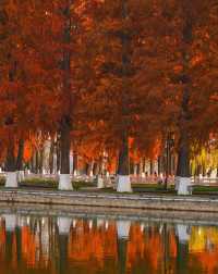 武漢的秋天還是太權威了······